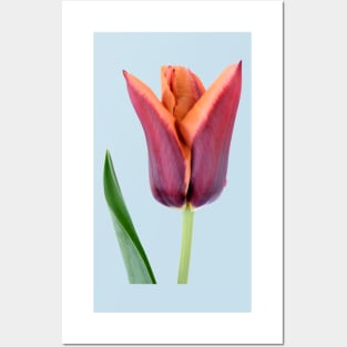 Tulipa  &#39;Slawa&#39;  Triumph Tulip Posters and Art